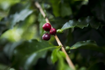 Coffee berries in Latin America