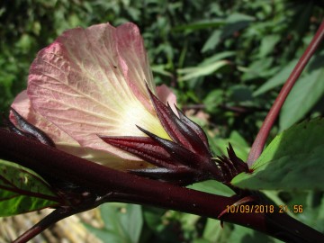 Image for Co-op Hibiscus