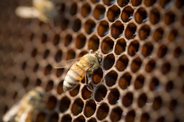 Image for Bees for business