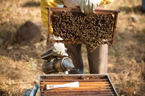 Shared Interest customer, Ucasa, Fairtrade honey producers based in Nicaragua.