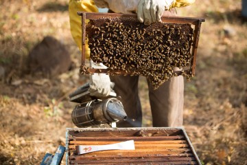 Fairtrade honey producer in Nicaragua Shared Interest customer, Ucasa, Fairtrade honey producers based in Nicaragua.