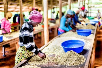 Cocagi, coffee farmers in Rwanda